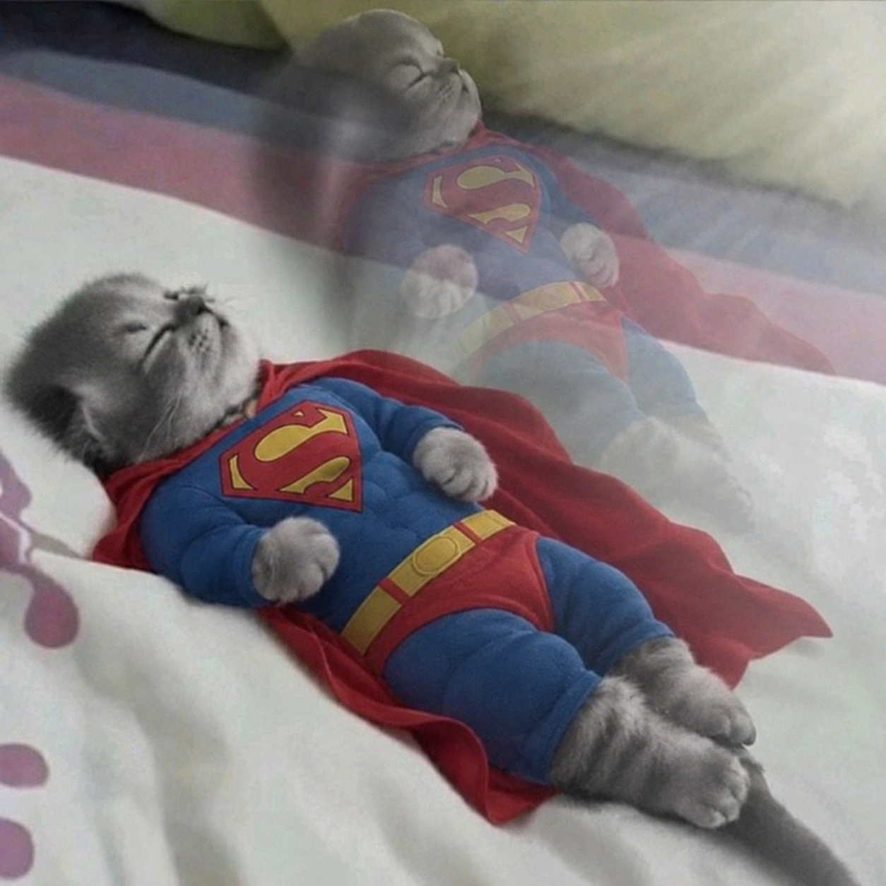 A peacefully sleeping gray cat in a blue superhero suit and red cape, with its dreamy reflection above.